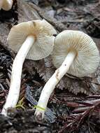 Lepiota castaneidisca Murrill 1912 resmi