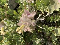 صورة Ruellia aspera (C. B. Cl.) Phillips