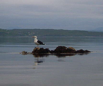 Image of Great Black-backed Gull