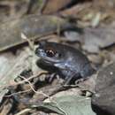 Image of Spotted Litter Frog