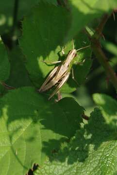 Image of Common Field Grasshopper