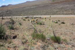 Image of Phymaspermum aciculare (E. Mey. ex Harv.) Benth. & Hook. fil.