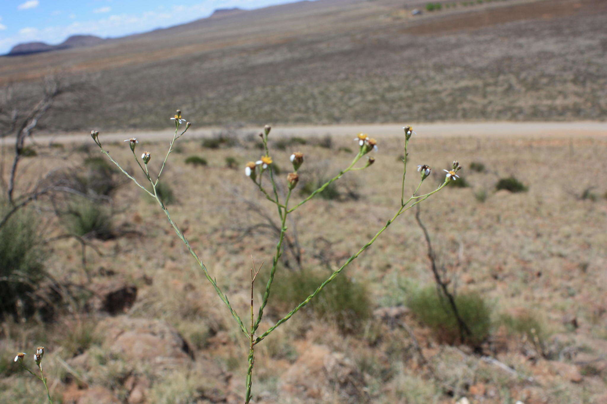 Image of Phymaspermum aciculare (E. Mey. ex Harv.) Benth. & Hook. fil.