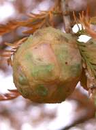 Image of Bald Cypress