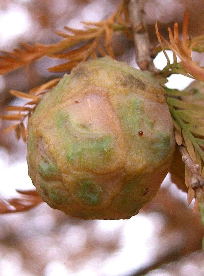 Image of Bald Cypress