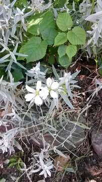 Image of Snow-in-summer