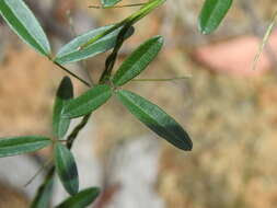 Image of Glycine cyrtoloba Tindale