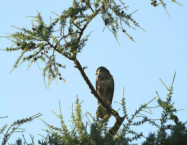 Image of Common Buzzard