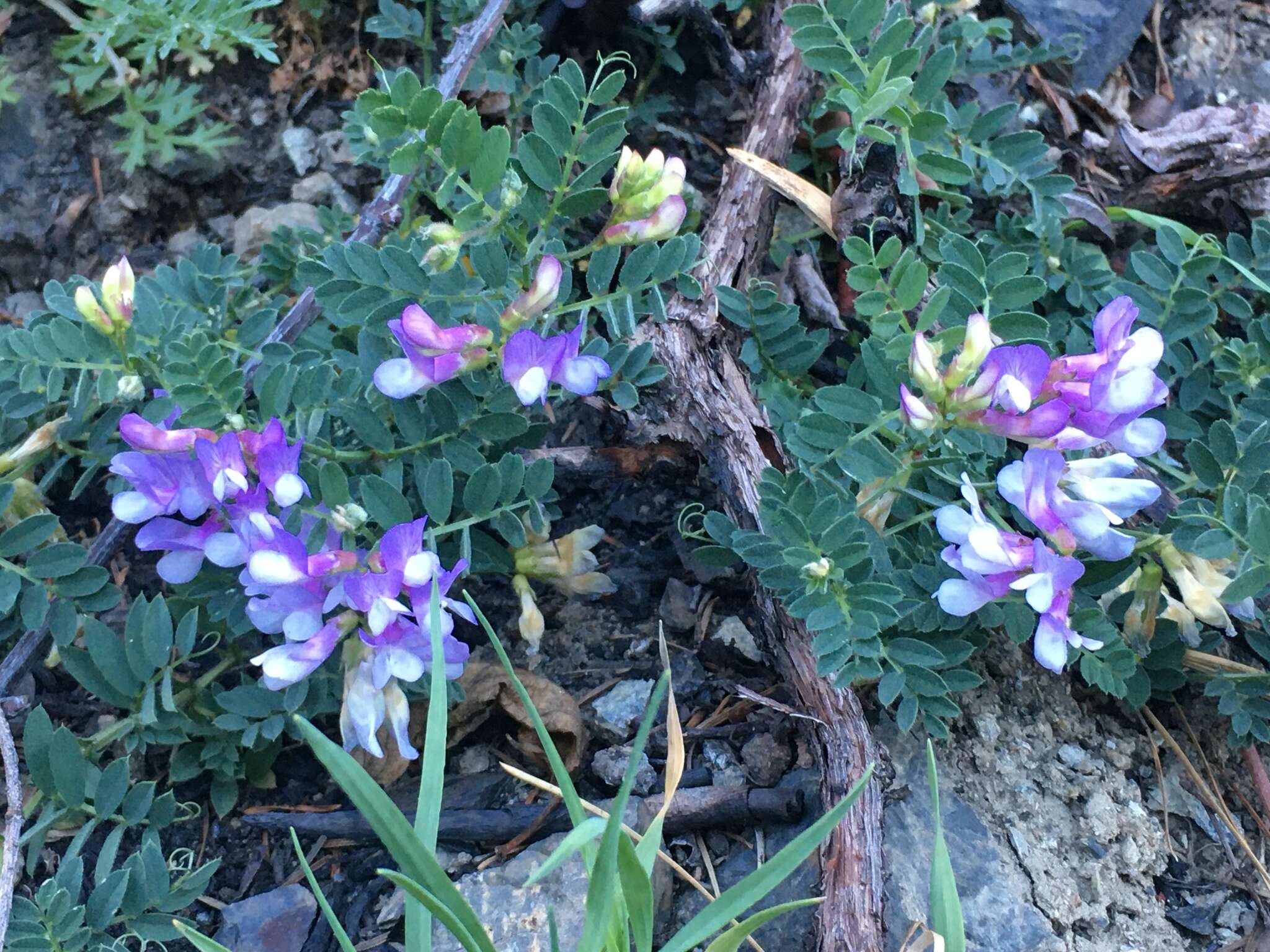 Image of American vetch