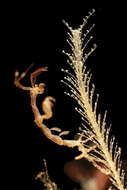 Image of Japanese skeleton shrimp