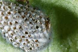 Image of Parasitoid wasp