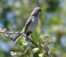 صورة Polioptila caerulea obscura Ridgway 1883