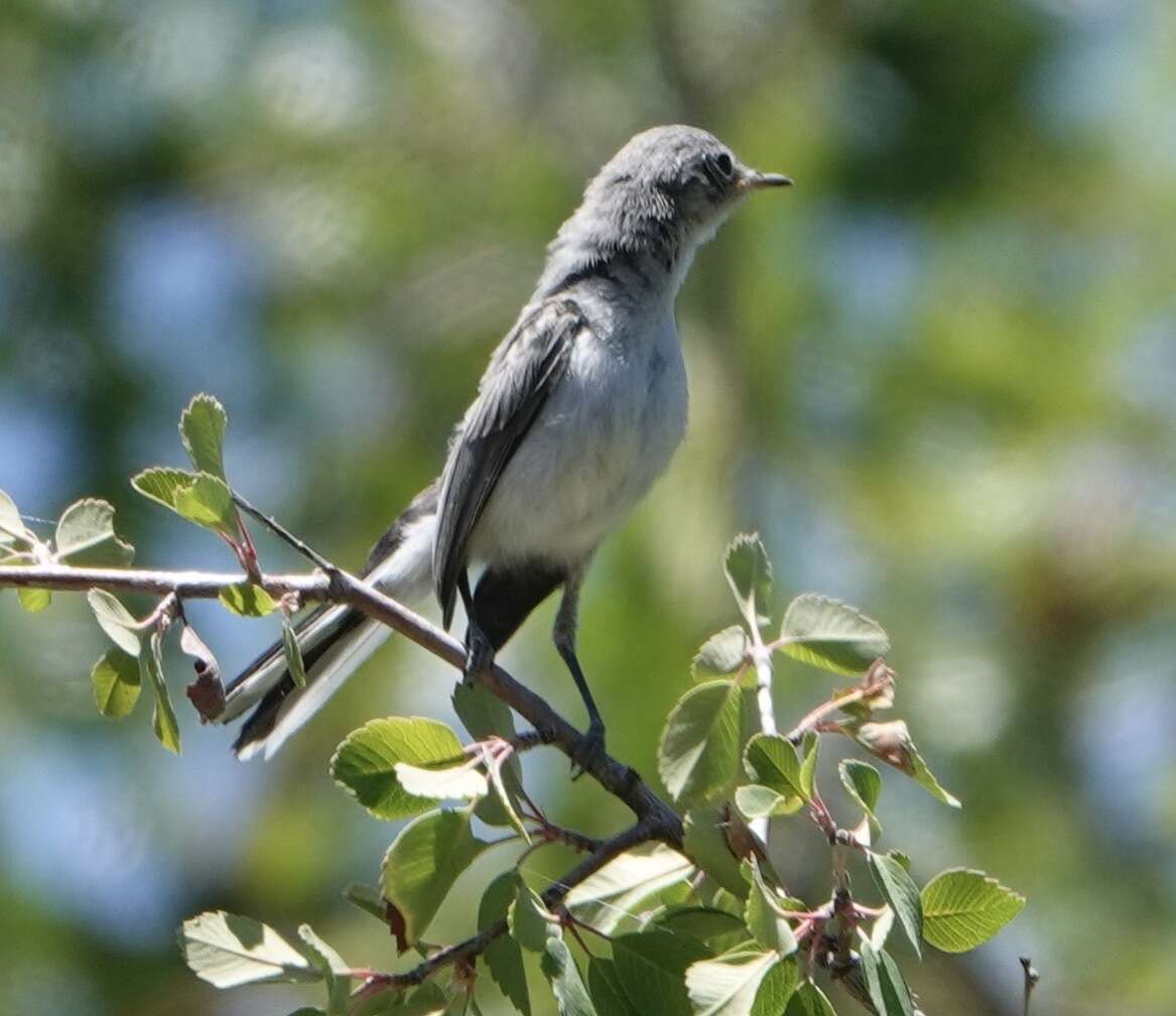 Polioptila caerulea obscura Ridgway 1883的圖片