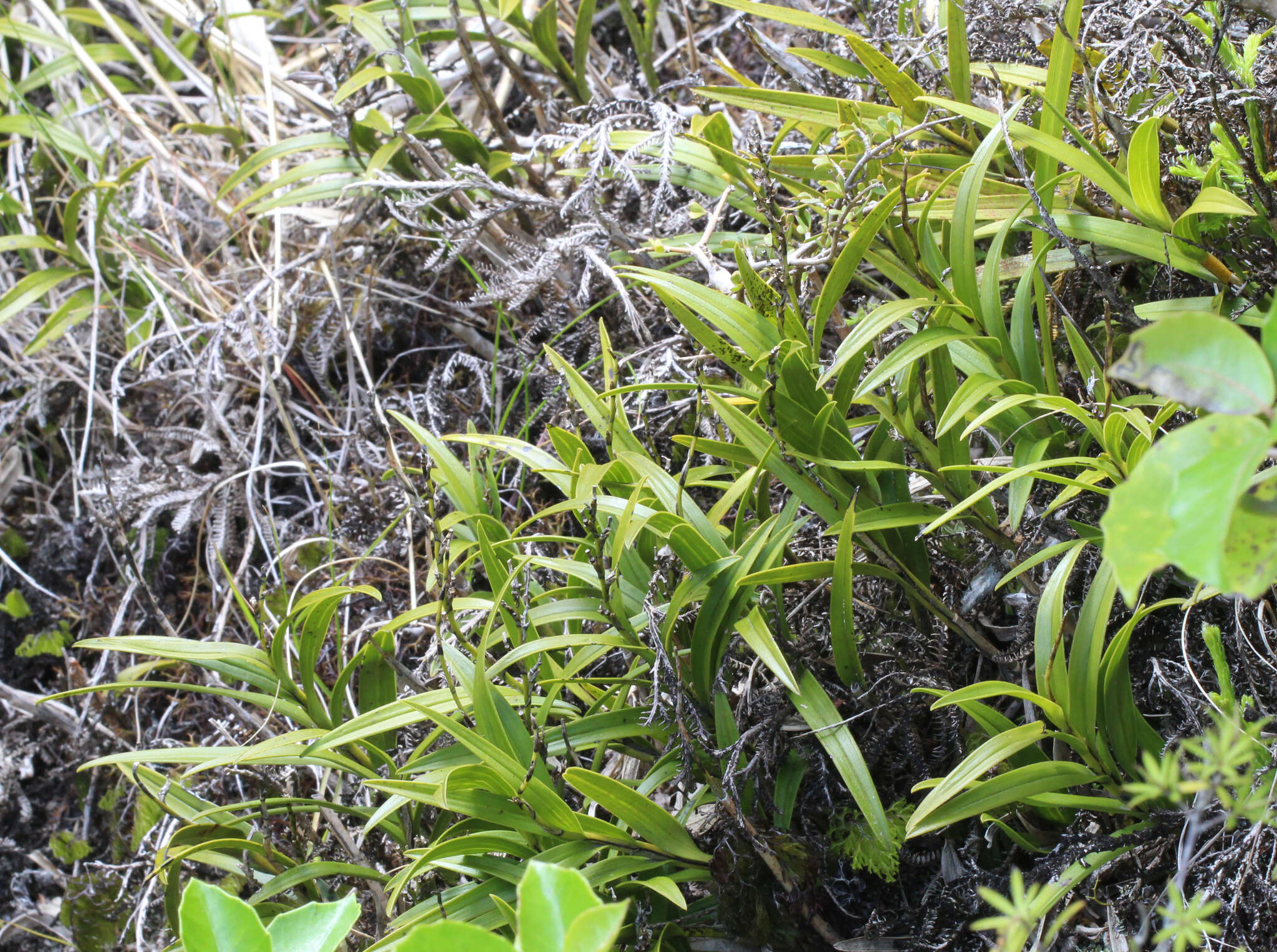 Image of Earina autumnalis (G. Forst.) Hook. fil.