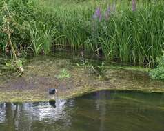 Image of Common Coot