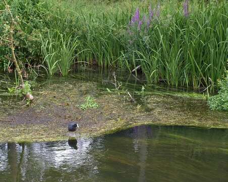 Image of Common Coot