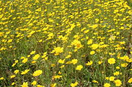 Image of corndaisy