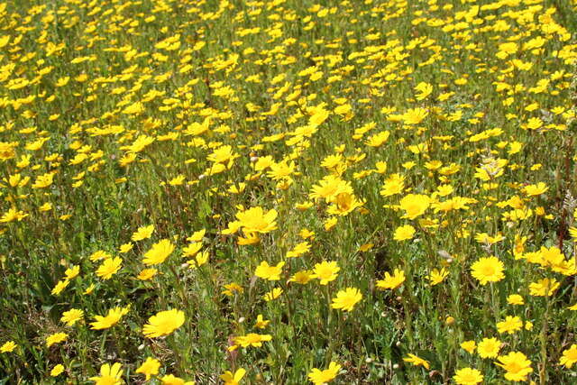 Image of corndaisy