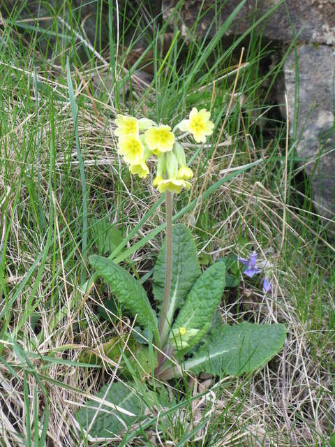 Image of oxlip