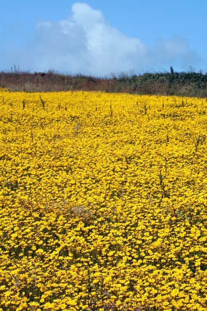 Image of corndaisy