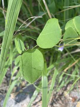 Imagem de Clematis versicolor Small