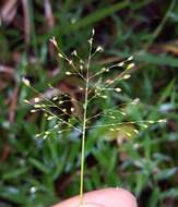 Plancia ëd Brachiaria umbellata (Trin.) Clayton