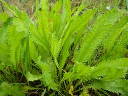 Слика од Achillea ageratum L.