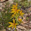 Image de Thelymitra dedmaniarum R. S. Rogers