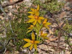 Image of Cinnamon sun orchid