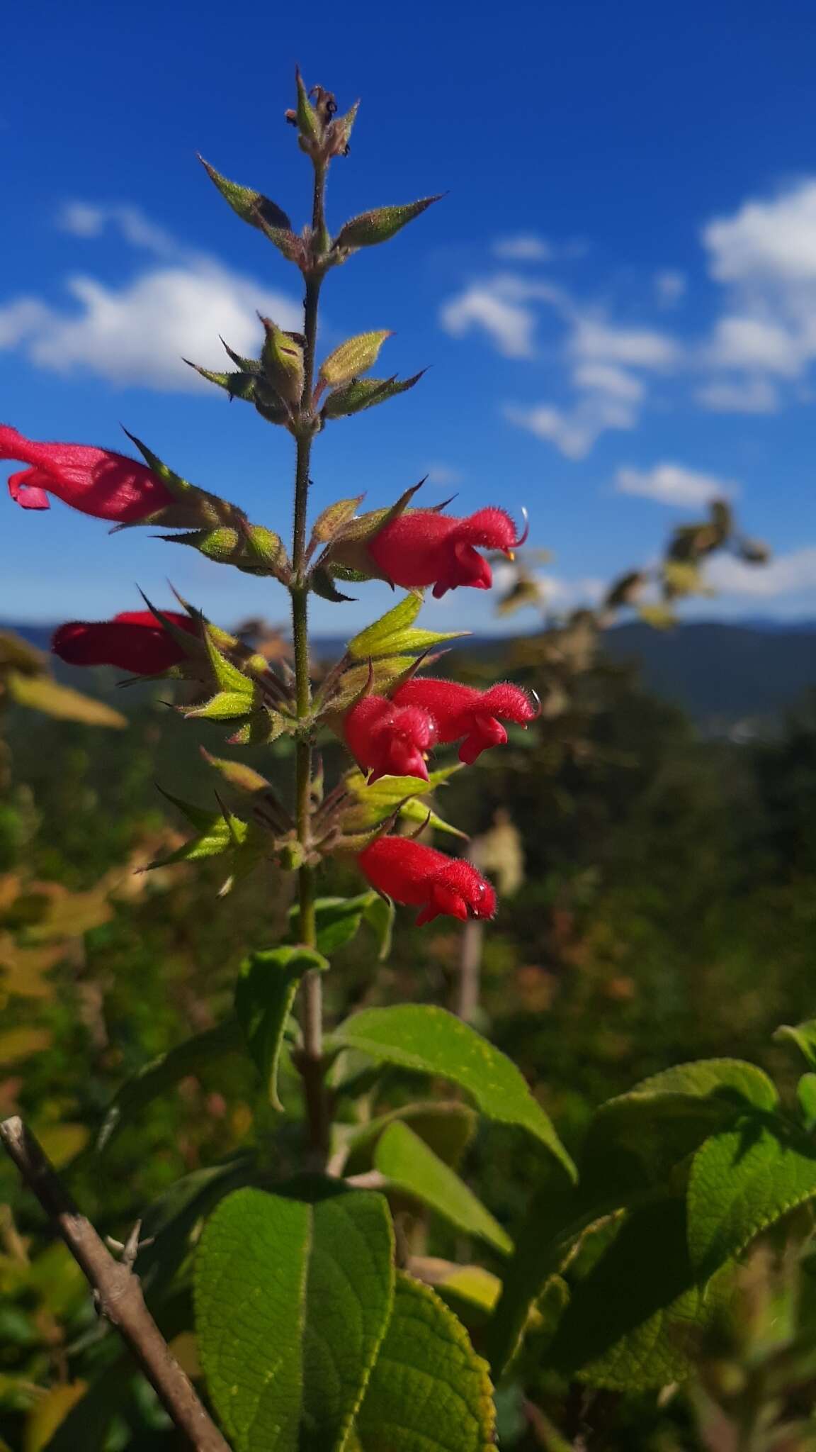 Image of Salvia karwinskii Benth.