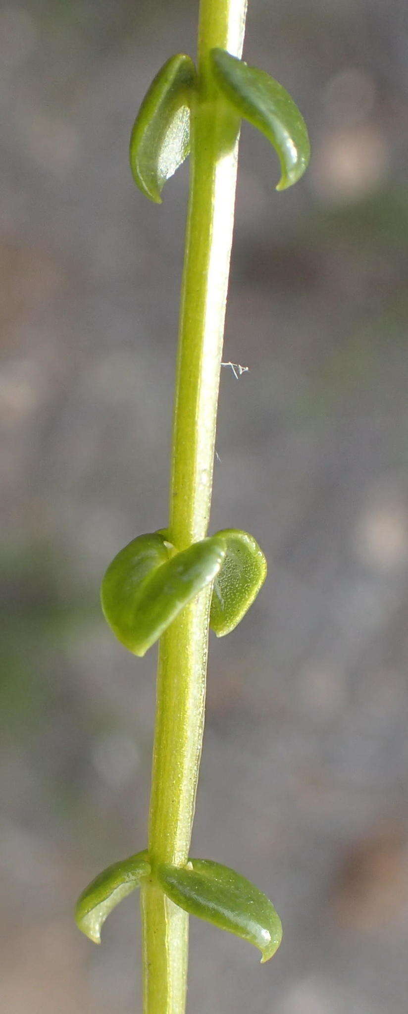 Image of Sebaea stricta (E. Mey.) Gilg