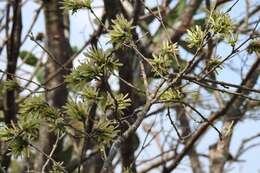 Sivun Xolocotzia asperifolia Miranda kuva