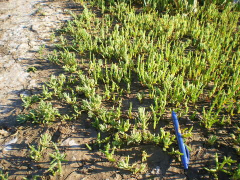 Слика од Salicornia europaea L.