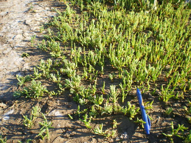 Image of glasswort