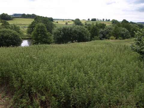 Image of Common Nettle