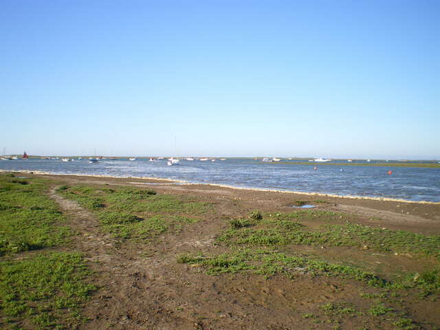 Image of glasswort