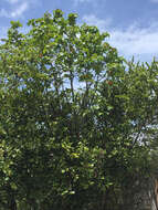 Image of largeleaf geigertree