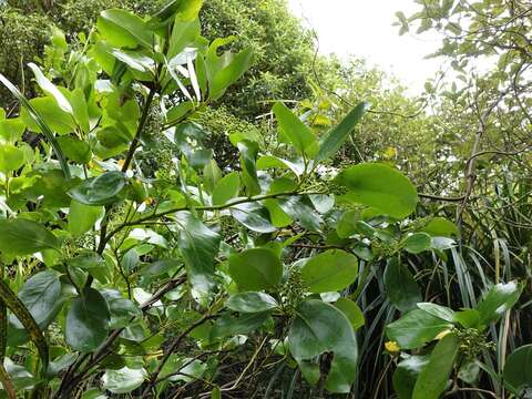 Image of Griselinia lucida (J. R. Forst. & G. Forst.) G. Forst.