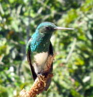 Image of Snowy-bellied Hummingbird