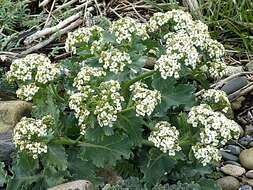 Image of sea kale