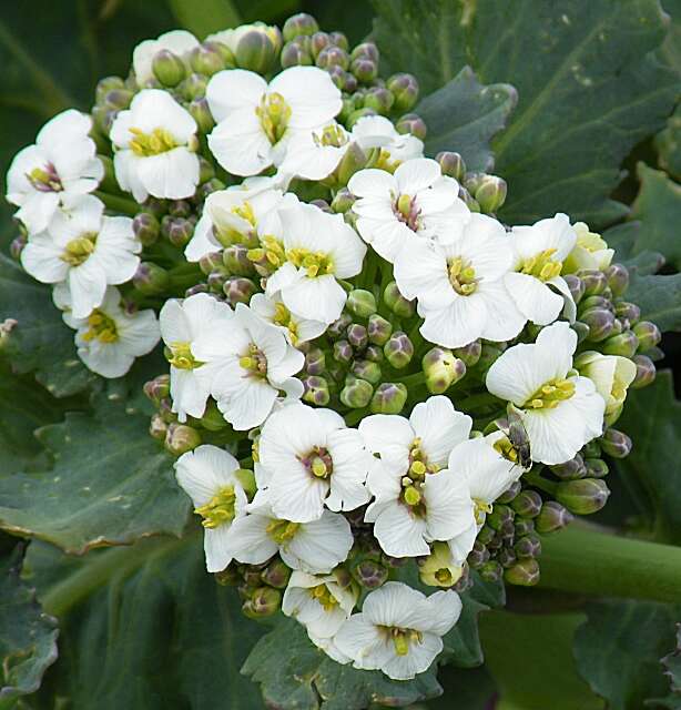 Image of sea kale