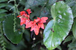 Image of Begonia stenotepala L. B. Sm. & B. G. Schub.