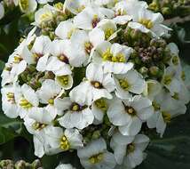 Image of sea kale