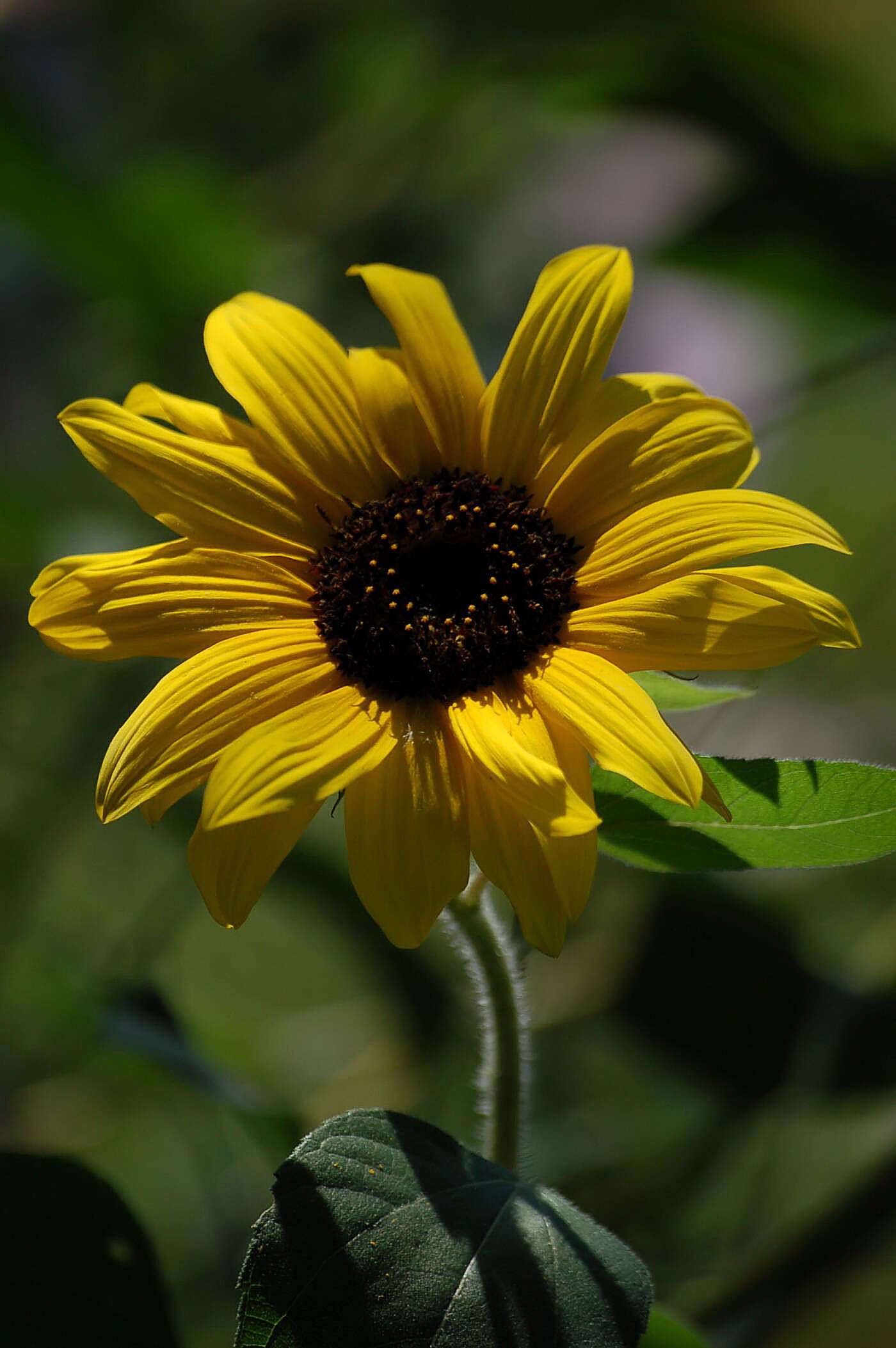 Image of common sunflower