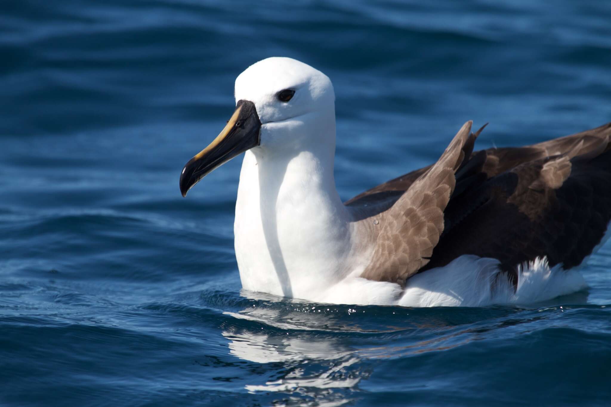 Image of Atlantic Yellow-nosed Albatross