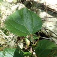 Image of Mulberry leaf