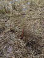 Image of Small's yelloweyed grass
