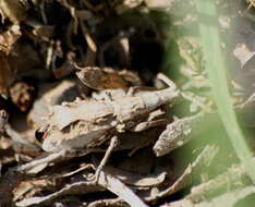 Image of <i>Episus angusticollis</i> Fåhraeus 1871