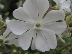 Image of Bladder Campion