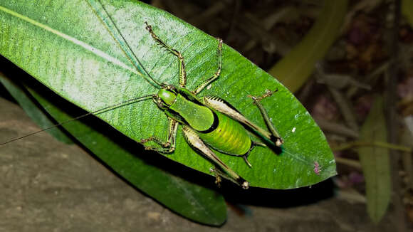 Image of Eupholidoptera garganica La Greca 1959